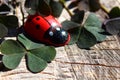 Ladybird on a tree trunk Royalty Free Stock Photo