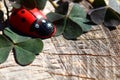 Ladybird on a tree trunk Royalty Free Stock Photo