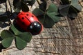 Ladybird on a tree trunk Royalty Free Stock Photo