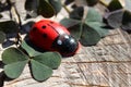 Ladybird on a tree trunk Royalty Free Stock Photo