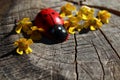 Ladybird and flowers on a tree trunk Royalty Free Stock Photo