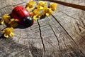 Ladybird and flowers on a tree trunk Royalty Free Stock Photo