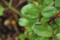 Ladybird larva in the garden Royalty Free Stock Photo