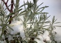 Lavender with snow in the winter