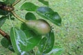 Little pears after the rain Royalty Free Stock Photo