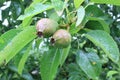Little pears after the rain Royalty Free Stock Photo
