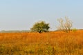 A field with dry yellow grass and a lonely tree on the horizon. Royalty Free Stock Photo