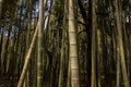 Bamboo forest in a dendrological park in Georgia Royalty Free Stock Photo