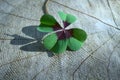 Lucky clover on a tree trunk Royalty Free Stock Photo