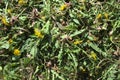 Many dandelions in the garden