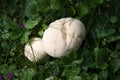 Meadow puffball in the garden