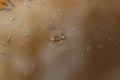 Mosquito larvas and mosquito eggs in the water Royalty Free Stock Photo