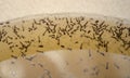 Mosquito larvas in the water Royalty Free Stock Photo