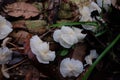 Mushroom in Tropical Secondary Forest