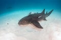 Nurse shark at the Bahamas Royalty Free Stock Photo