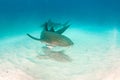 Nurse shark at the Bahamas Royalty Free Stock Photo