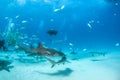 Nurse shark and caribbean reef sharks at the Bahamas Royalty Free Stock Photo