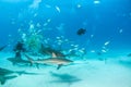 Nurse shark and caribbean reef sharks at the Bahamas Royalty Free Stock Photo