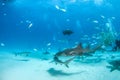 Nurse shark and caribbean reef sharks at the Bahamas Royalty Free Stock Photo