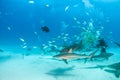 Nurse shark and caribbean reef sharks at the Bahamas Royalty Free Stock Photo