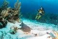 Nurse shark during a scuba dive at Belize