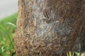 Oak processionary moth on a tree Royalty Free Stock Photo