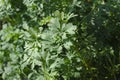 Olive herbs in the garden