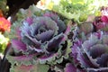 Ornamental cabbage in the garden Royalty Free Stock Photo