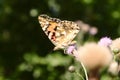 Painted lady in the forest