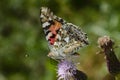 Painted lady in the forest