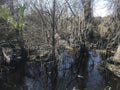 Florida Paynes Prairie During Winter III Royalty Free Stock Photo