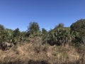 Florida Paynes Prairie During Winter VI