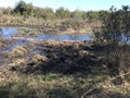 Paynes Prairie in Florida During Winter Swamp III Royalty Free Stock Photo