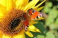 Peacock butterfly on a sunflower Royalty Free Stock Photo