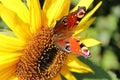 Peacock butterfly on a sunflower Royalty Free Stock Photo