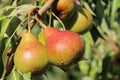 Pears after the rain Royalty Free Stock Photo