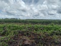 Peatland in Kubu Raya, West Kalimantan Province, Indonesia