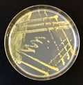 Xanthomonas on agar media