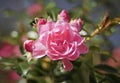 Bengal rose - China Rose