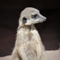 Portrait of a little, cute meerkat Royalty Free Stock Photo