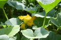 Pumpkin plants with blossoms in the summer Royalty Free Stock Photo