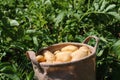 Ripe potatoes in a jute bag in front of a potato field Royalty Free Stock Photo