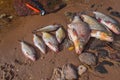 Fresh river fish lies on the sandy bank of the city river Royalty Free Stock Photo