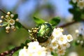 Rose chafer in the blossoming snowberry bush Royalty Free Stock Photo