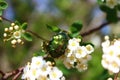 Rose chafer in the blossoming snowberry bush Royalty Free Stock Photo