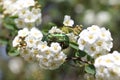 Rose chafer in the blossoming snowberry bush Royalty Free Stock Photo