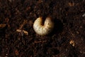 Rose chafer larva in the compost Royalty Free Stock Photo