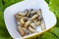 Rose chafer larvae in a bowl on salad Royalty Free Stock Photo