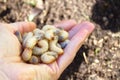 Rose chafer larvae in the hand of a person Royalty Free Stock Photo