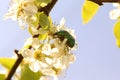 Rose chafer in pear blossoms Royalty Free Stock Photo